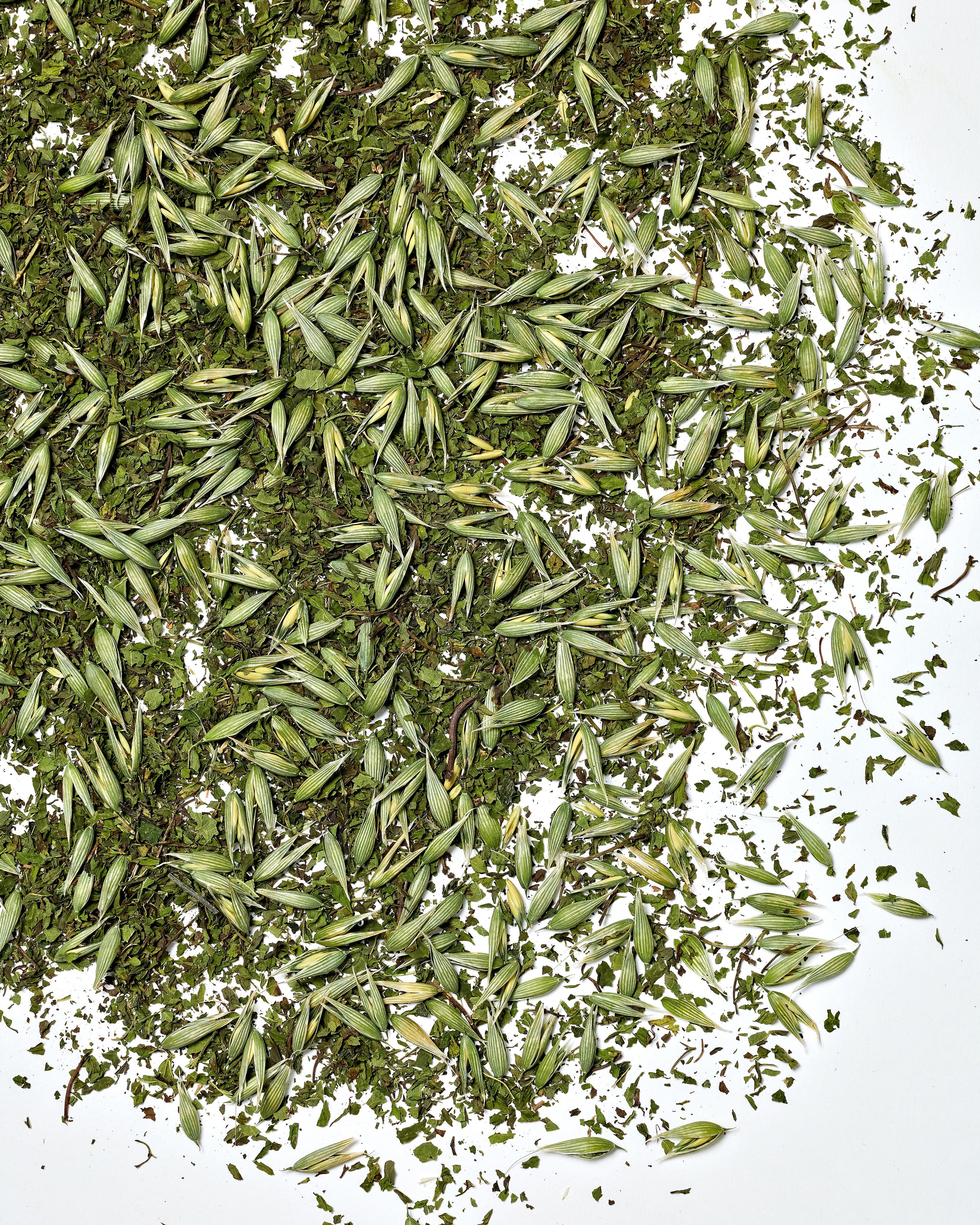 Closeup of witches tea herbal tea blend for conjuring. Herbal Tea blend for conjuring with milky oats and nettle.