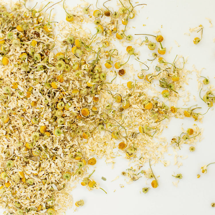 Chamomile tea loose leaf herb bulk flowers on white background