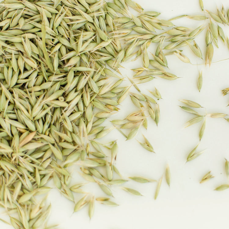 Milky oats loose herbal tea on white background