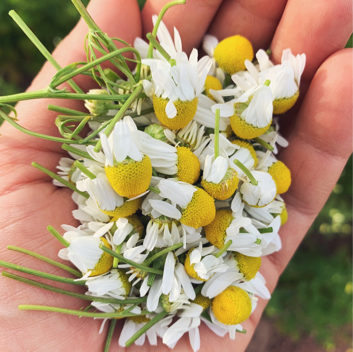Chamomile